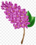 png-clipart-common-lilac-floral-lilac-purple-violet-thumbnail