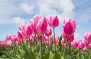 tulips-ge8a6c4ded_640